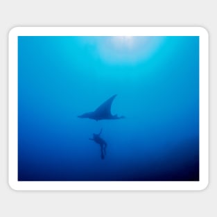 Manta Ray Hovers Over Scuba Diver Sticker